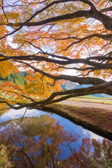 平野の大もみじ（熊本県山都町）