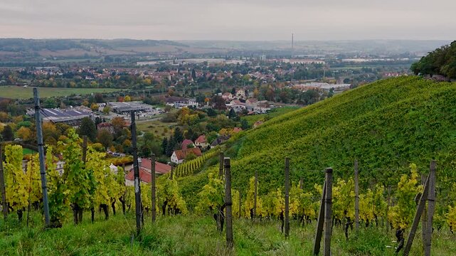 Golden autumn vineyards on the steep slopes of Schloss Wackerbarth in Radebeul. Ideal for nature, travel and wine culture videos in  German wine region.