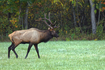 Bull elk grazing battling in grassy meadow during fall rut. 