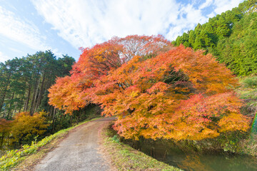 平野の大もみじ（熊本県山都町）