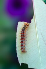 Lymantria dispar caterpillar on pale leaf. 