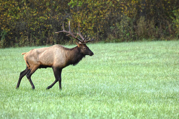 Bull elk grazing battling in grassy meadow during fall rut.