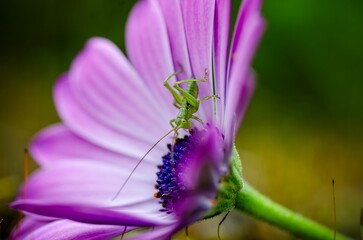 grasshopper on flower