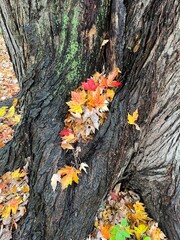 Autumn on a rainy day