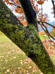 Autumn on a rainy day
