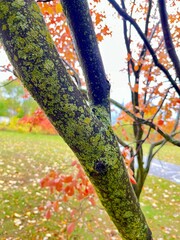 Autumn on a rainy day