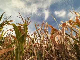 Fototapete Rund Dürre Corn Crops Experiencing Drought Conditions. Dry leaves and stalks are wilted on the mature corn crops. Captured in mid-September (just prior to harvest) in the Midwest, USA.  © Sanya Kushak