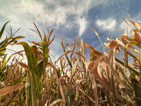 Corn Crops Experiencing Drought Conditions. Dry leaves and stalks are wilted on the mature corn crops. Captured in mid-September (just prior to harvest) in the Midwest, USA.