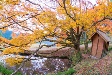 平野の大もみじ（熊本県山都町）