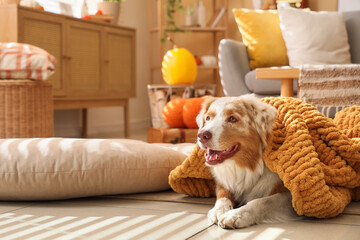 Cute Australian Shepherd dog with blanket lying at home on autumn day