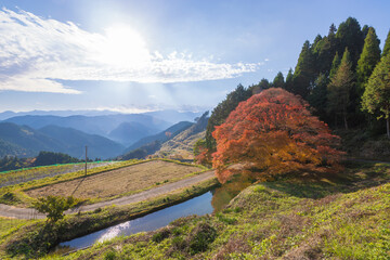 平野の大もみじ（熊本県山都町）