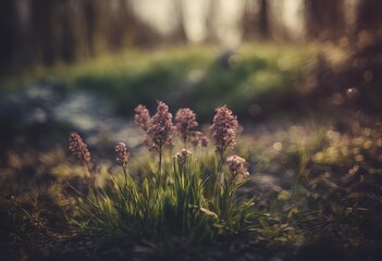 Blossoms in a Blurred Spring Landscape in Golden Hour.