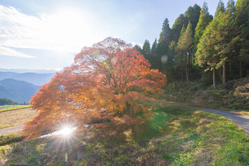 平野の大もみじ（熊本県山都町）