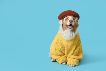 Cute Australian Shepherd dog in sweater with beret on blue background
