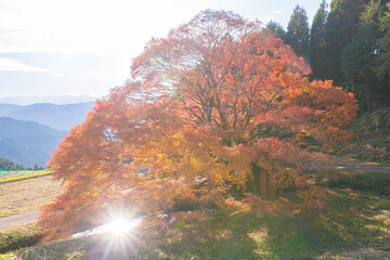 平野の大もみじ（熊本県山都町）