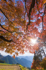 平野の大もみじ（熊本県山都町）