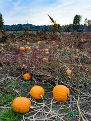 Pumpkin-Field in the autumn