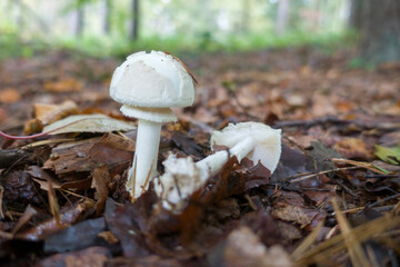 Gelber Knollenblätterpilz (Amanita citrina)