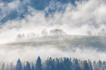 Fototapeta premium Misty landscape with trees, serene nature scene with atmospheric fog rolling over a gentle hill partially obscuring a forest edge.