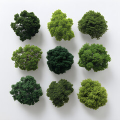 Aerial Variety A Diverse Collection of Lush Green Tree Canopies Overhead on Light Background