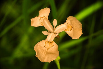 Delicate yellow iris flower in soft natural light with green background.