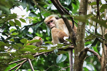 Wild Monkey Sitting on Tree Branch in Sri Lankan Forest, wild monkey in village, wild monkey in Sri Lankan village, asian wild monkey