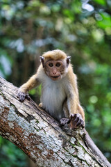 Wild Monkey Sitting on Tree Branch in Sri Lankan Forest, wild monkey in village, wild monkey in Sri Lankan village, asian wild monkey