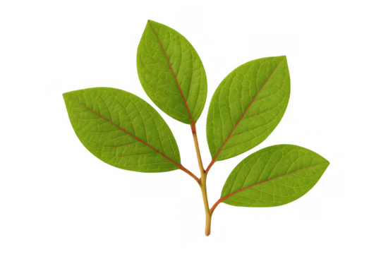 Green leaves sprig with red veins, fresh plant foliage on a transparent background, botany and nature concept