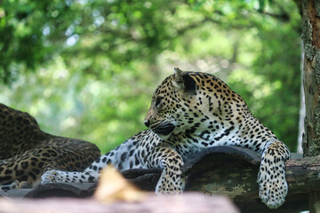 Sri Lankan Leopard Resting on Tree Branch in Yala National Park, Sri Lankan Leopard, Leopard Resting on Tree Branch, Leopard in jungle, Leopard couple, Asian Leopard