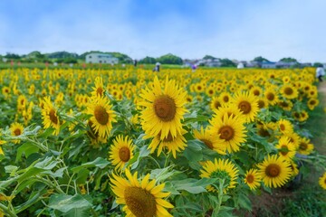 Obraz premium ちょうど見頃の満開のヒマワリの情景