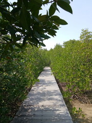Naklejka premium path in the mangrove forest