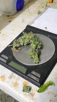 B&aacute;scula pesando marihuana en cogollo