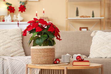 Christmas flower poinsettia with balls, book and cocoa on table in living room