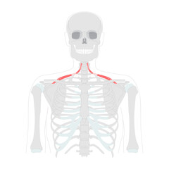 Omohyoid - Neck strap muscle illustrated in diagram, depresses and retracts hyoid bone, involved in neck tension regulation, vital for anatomy and physiology learning