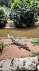Crocodile in the zoo