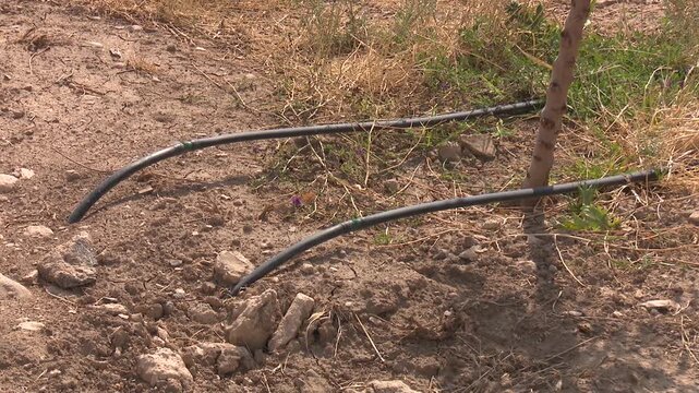 Drip Irrigation System on Farm | Agricultural Watering and Farming Technology | Agriculture, Sustainable Farming, and Countryside Landscape Video | Crop Irrigation Concept