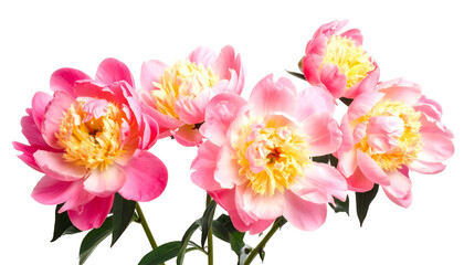 Close-up of six vibrant pink and yellow peony flowers, isolated on a black background