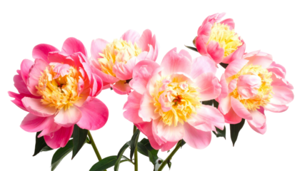 Close-up of six vibrant pink and yellow peony flowers, isolated on a black background