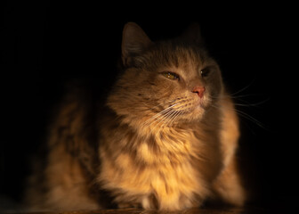 Ginger cat in sunlight on dark background, cozy pet portrait.
