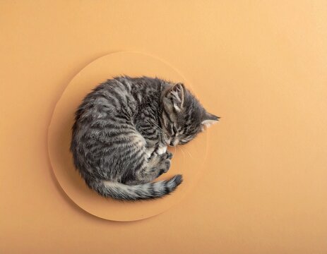 Tiny Cat in Corner on Solid WGSN Color &mdash; Shadowless Flat Lay with Massive Copy Space