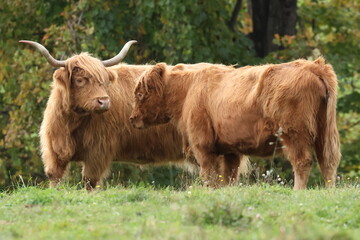 highland longhorn cow and calf