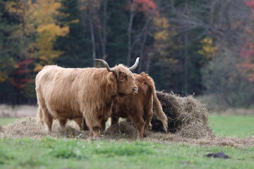 highland cow and calf on pasture