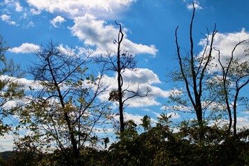 trees in the sky