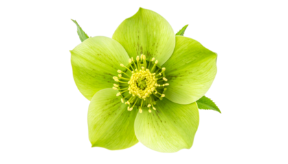A vibrant green flower with multiple petals, yellow center, isolated on black background