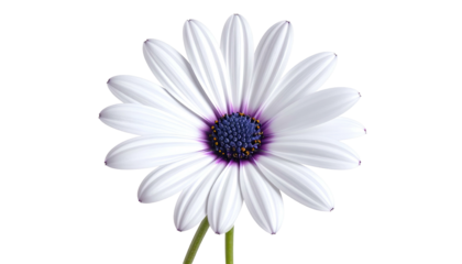 A close-up of a white flower with a purple and yellow center against a black background