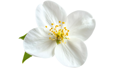 A pristine, delicate, white flower with yellow center and green leaves, set against a black backdrop
