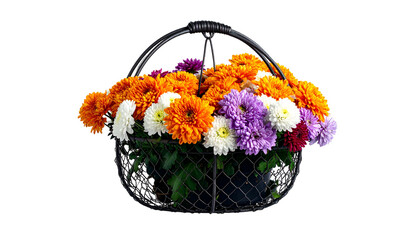A wire basket overflows with vibrant orange, purple, white, and red chrysanthemums against black