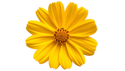 Bright yellow flower with multiple petals and a brown center, isolated on black