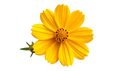 Bright, sunny yellow flower with multiple petals, centered against a solid black backdrop