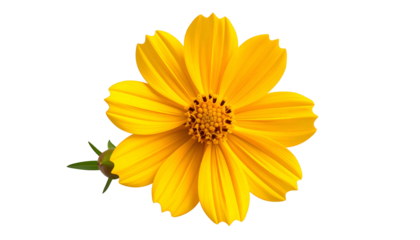 Bright, sunny yellow flower with multiple petals, centered against a solid black backdrop